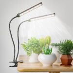 Best Lighting for Snake Plant